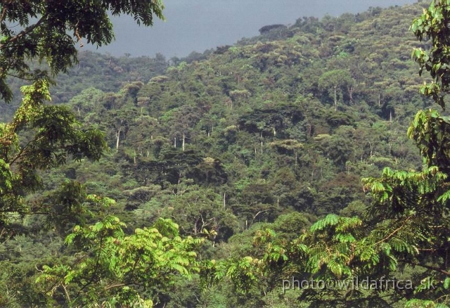 Buhoma view.jpg - African Rainforest. View from Buhoma camp.